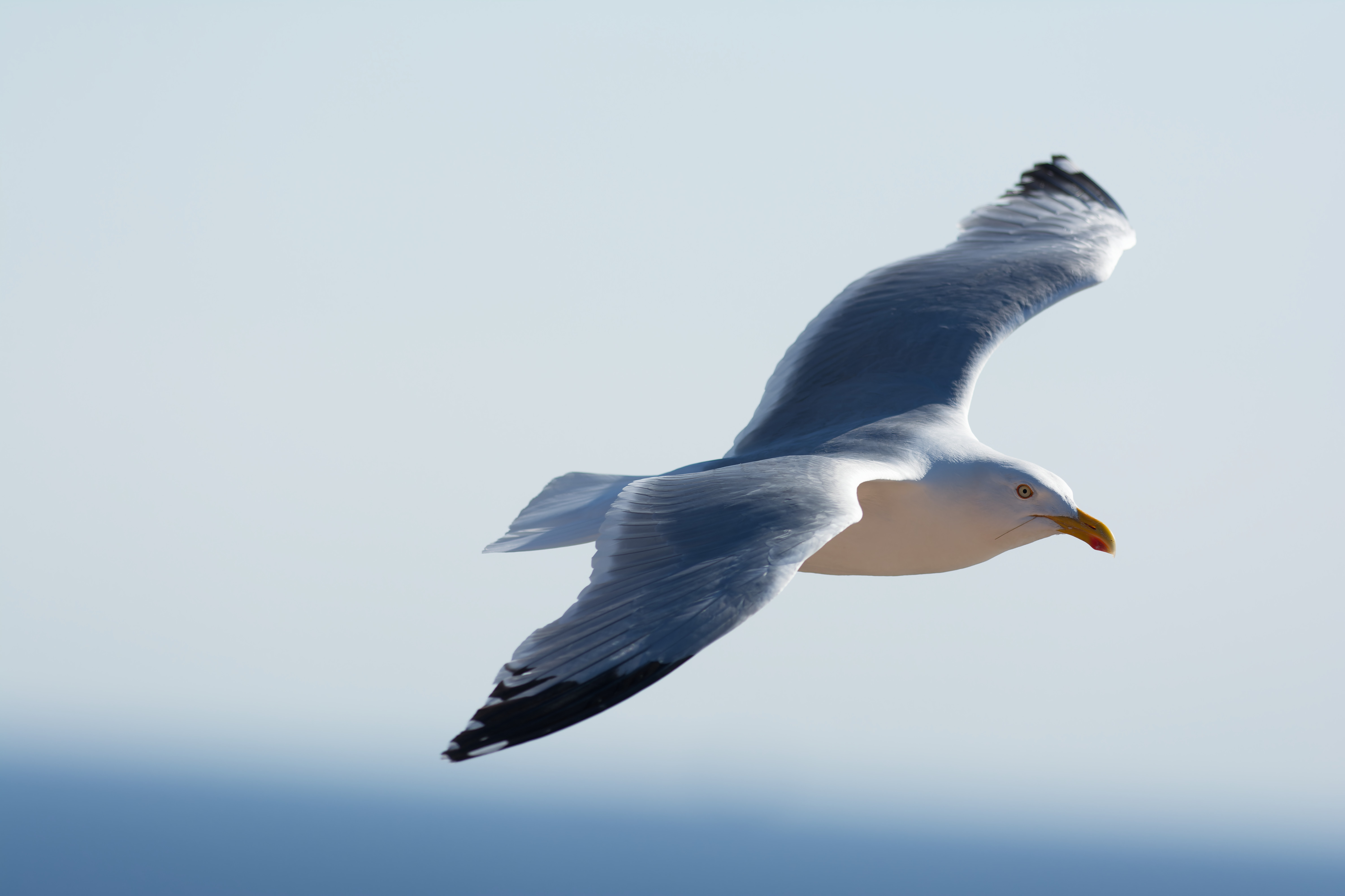 European herring gull (Larus argentatus)